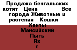 Продажа бенгальских котят › Цена ­ 20 000 - Все города Животные и растения » Кошки   . Ханты-Мансийский,Пыть-Ях г.